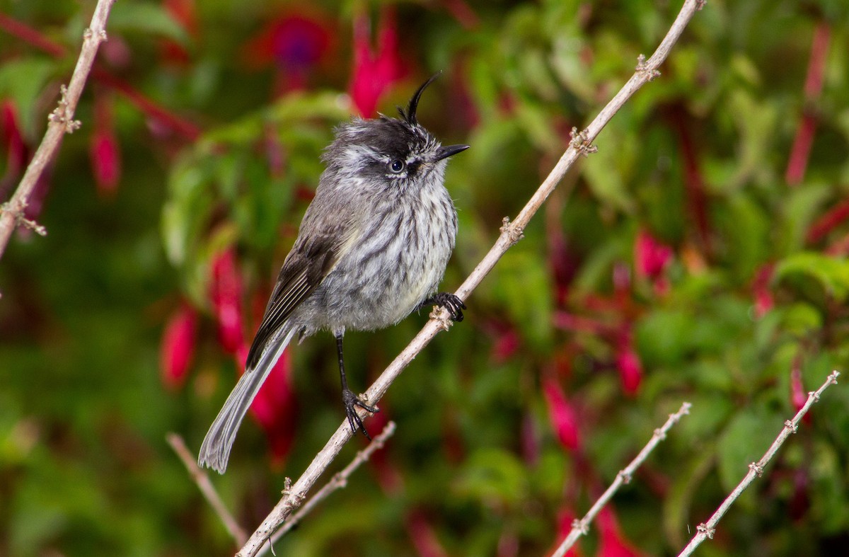 Taurillon mésange - ML261450821