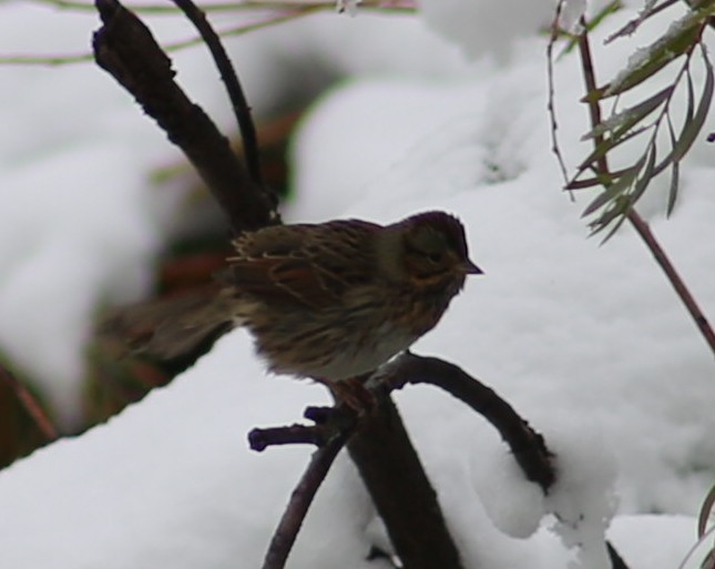 Song Sparrow - ML261450871