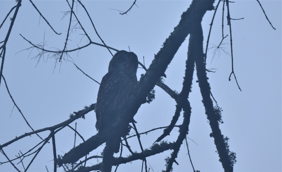 Barred Owl - ML261451081