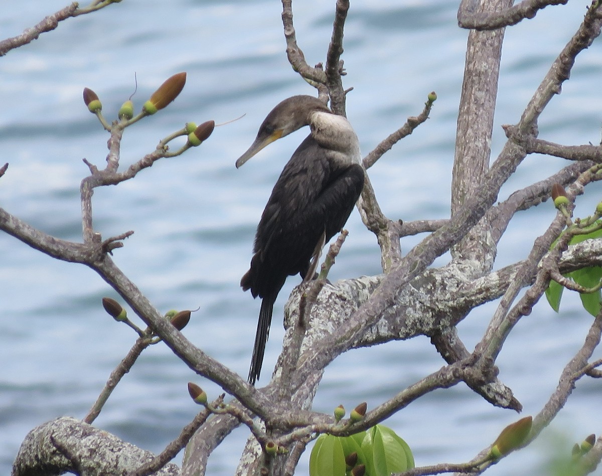 Neotropic Cormorant - ML261452511