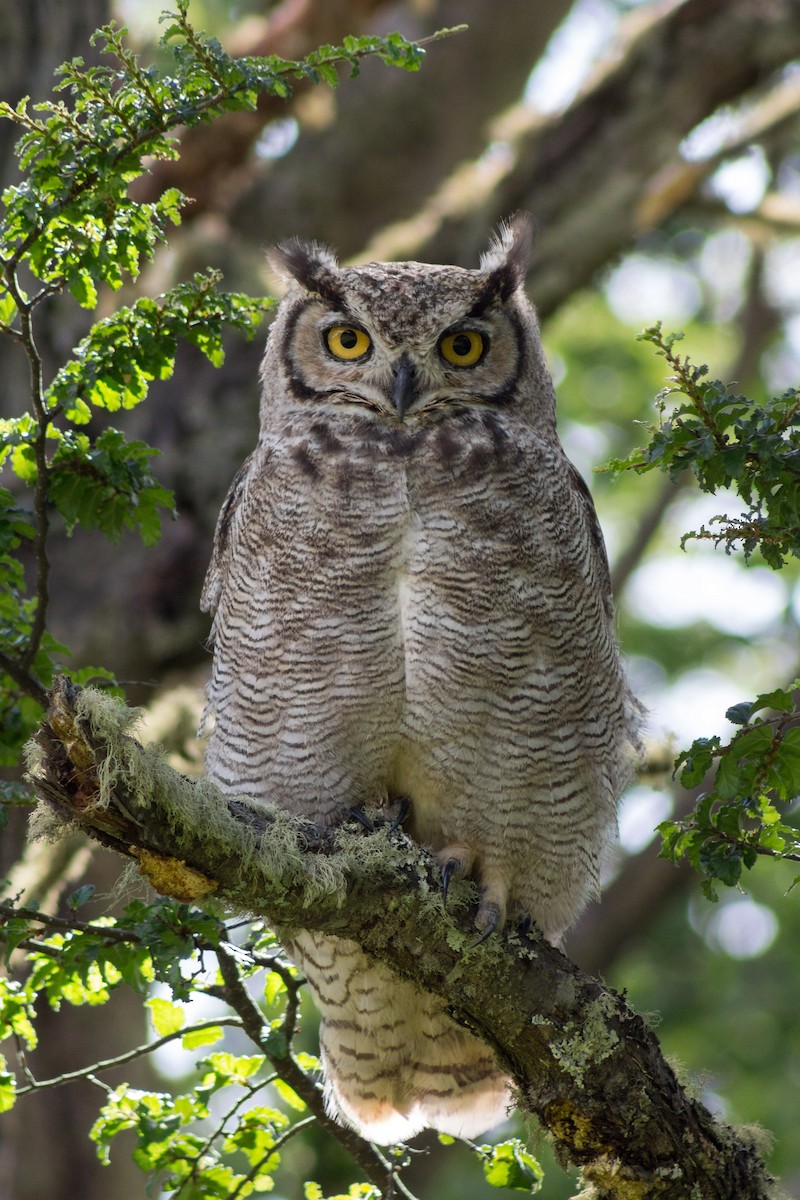 Lesser Horned Owl - Harold Gillibrand