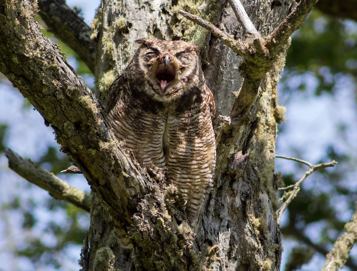 Lesser Horned Owl - Harold Gillibrand