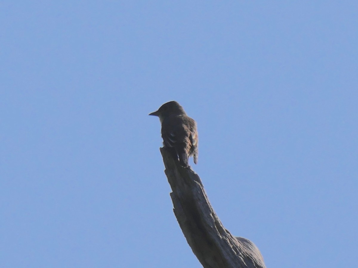 Olive-sided Flycatcher - Jeffrey Thomas