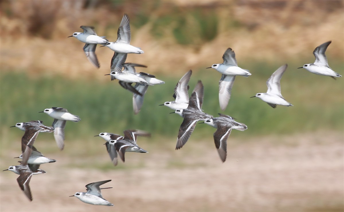 Red-necked Phalarope - ML261455991