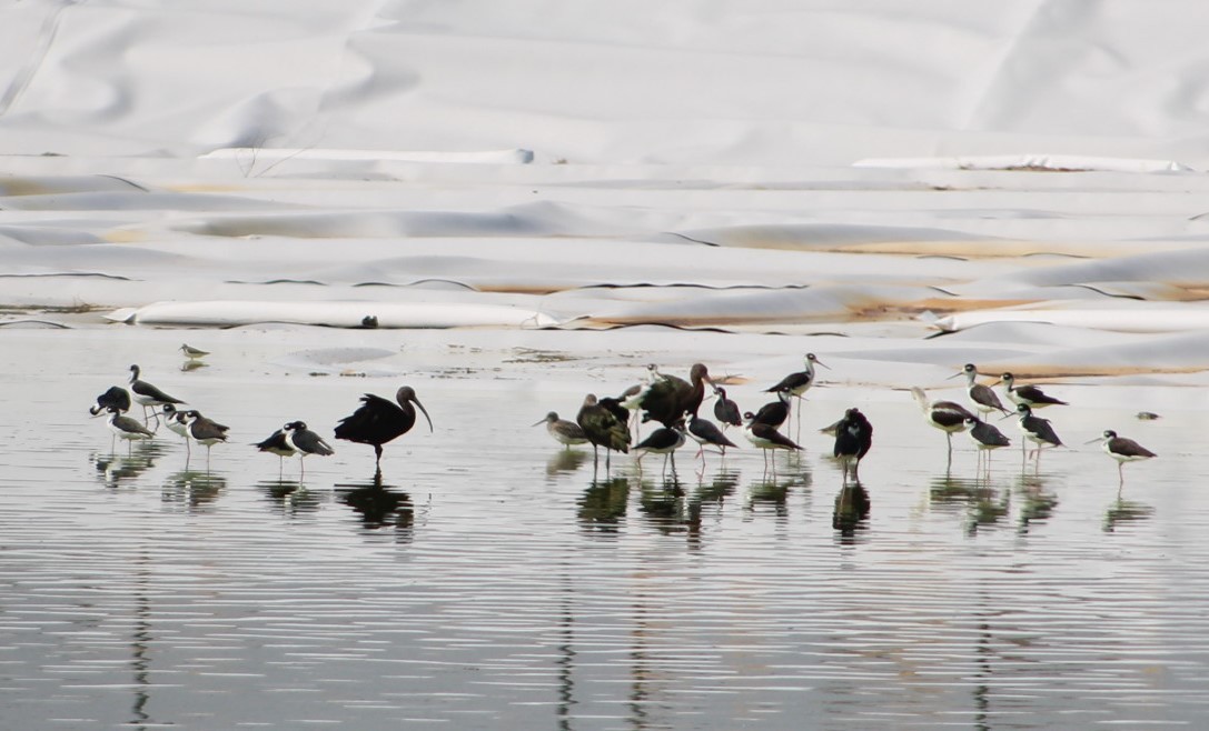 Black-necked Stilt - ML261456181