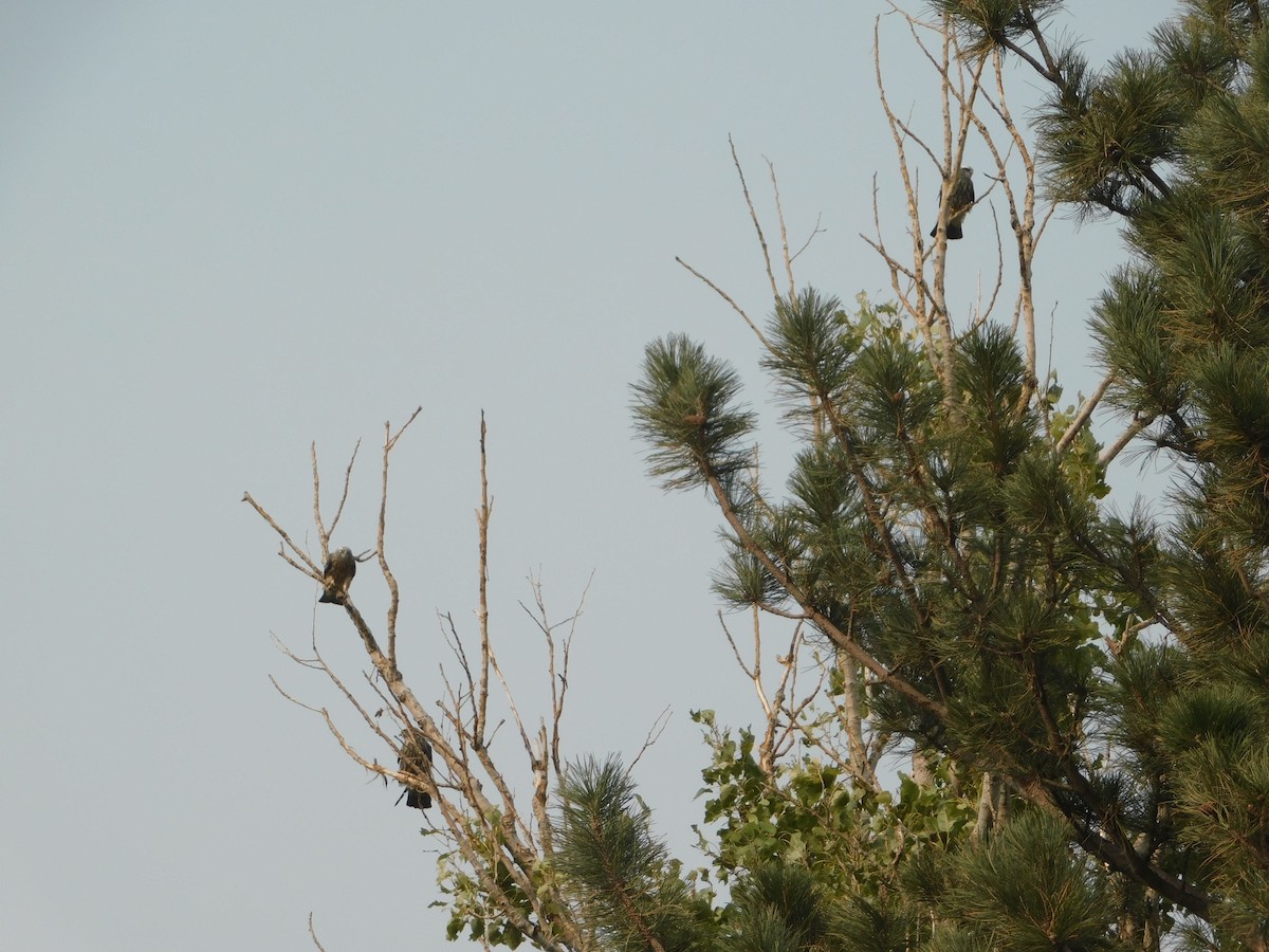 Mississippi Kite - ML261457571