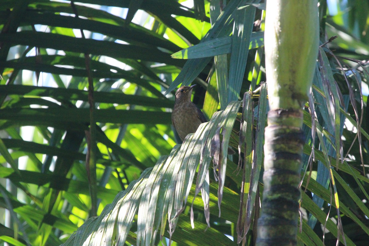 Yellow-legged Thrush - ML261461101