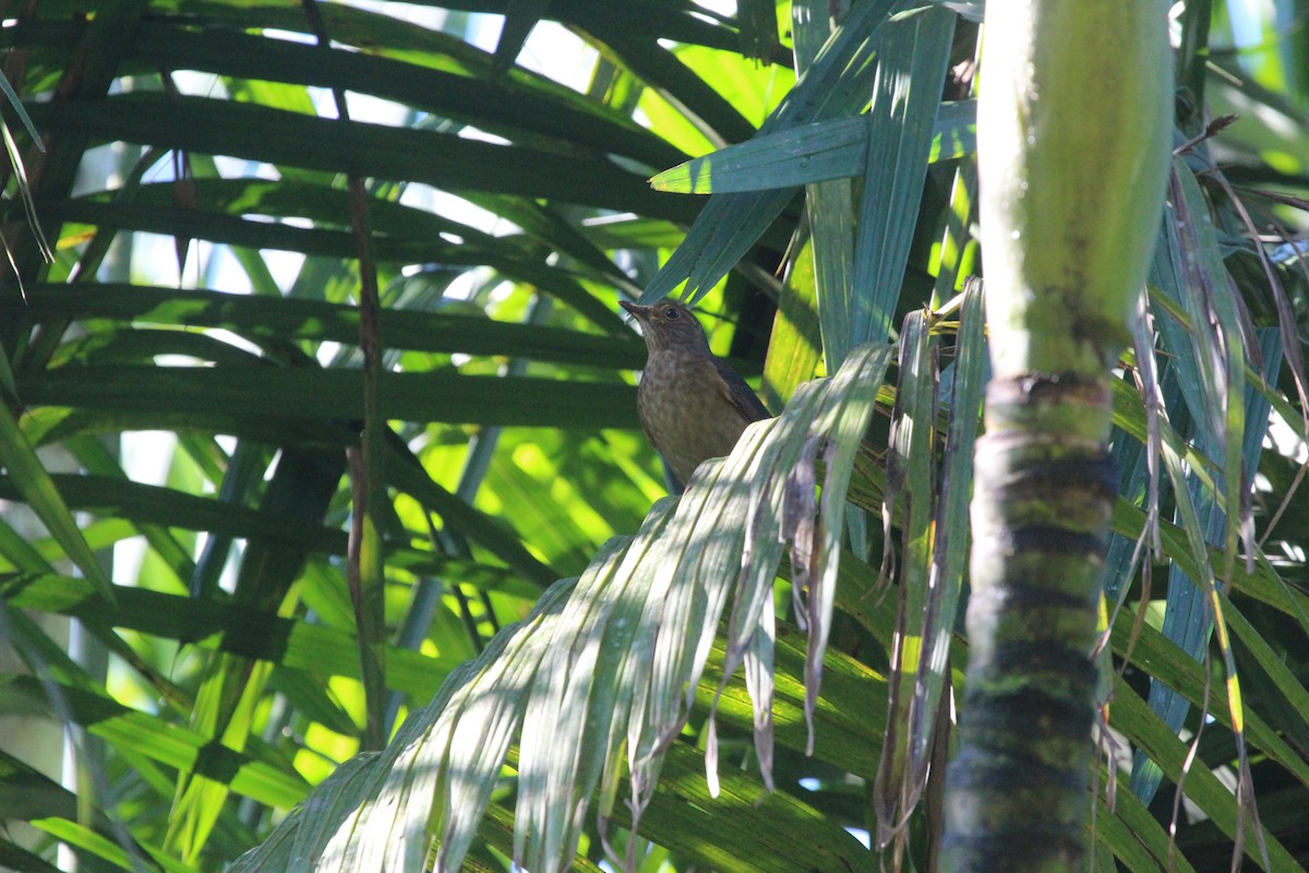 Yellow-legged Thrush - ML261461121
