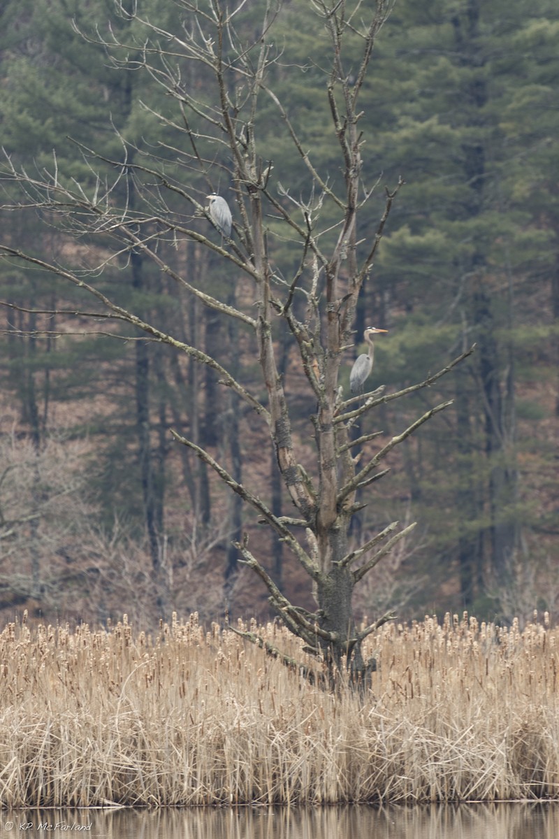 Great Blue Heron - ML26146141