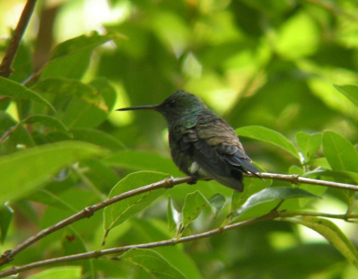 Blue-vented Hummingbird - Oscar Johnson