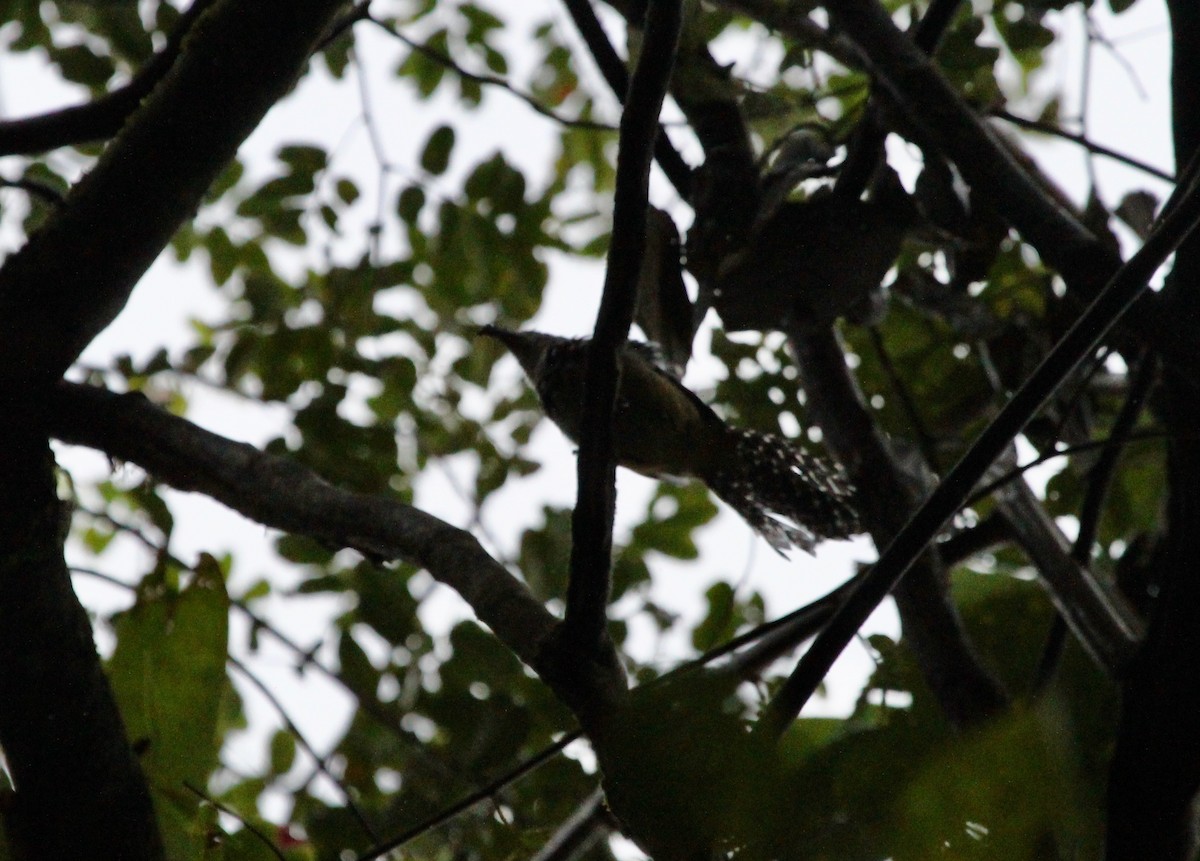 Spot-backed Antshrike - ML261465821