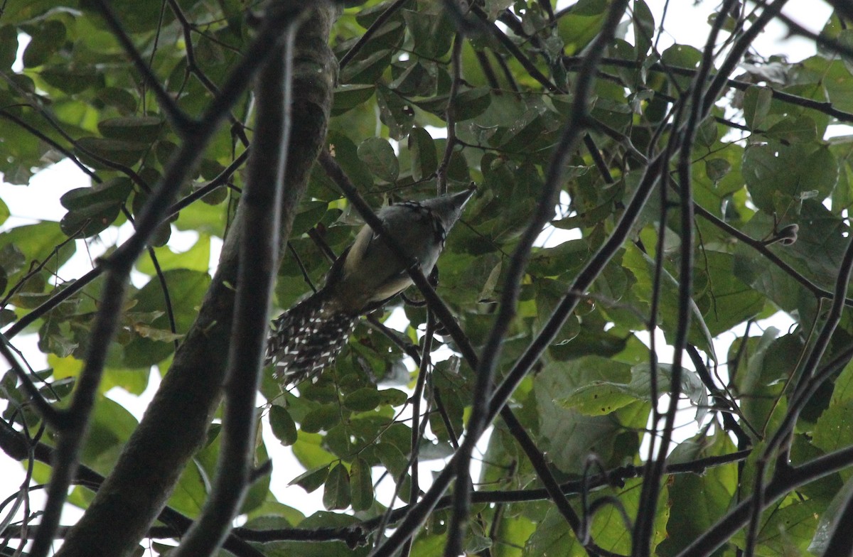 Spot-backed Antshrike - ML261465841