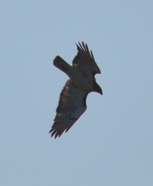 Red-tailed Hawk - ML26146591