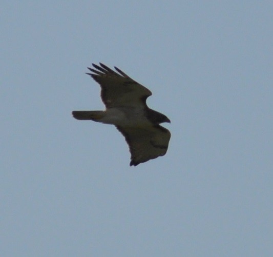 Red-tailed Hawk - ML26146621