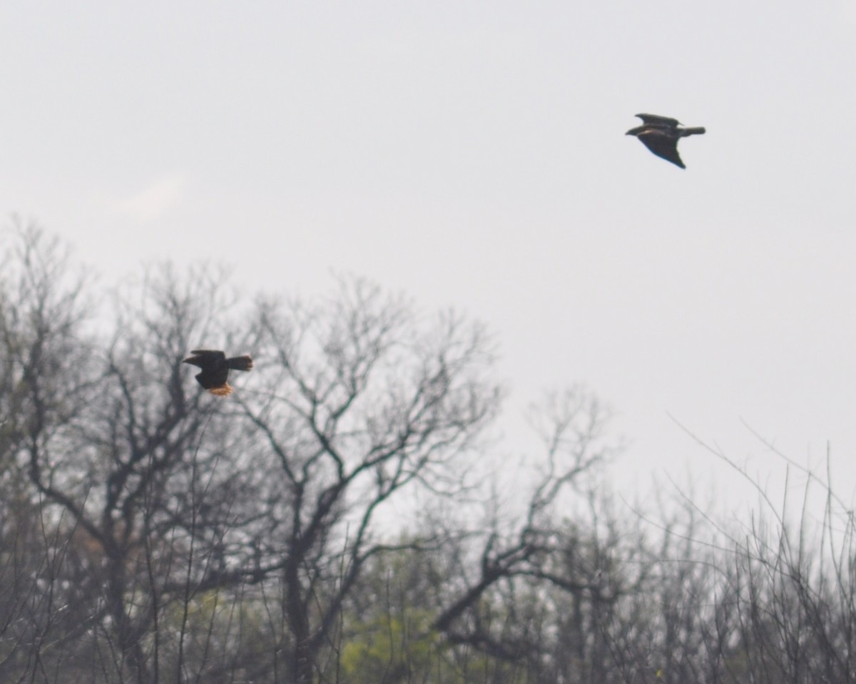 Red-tailed Hawk - ML26146631