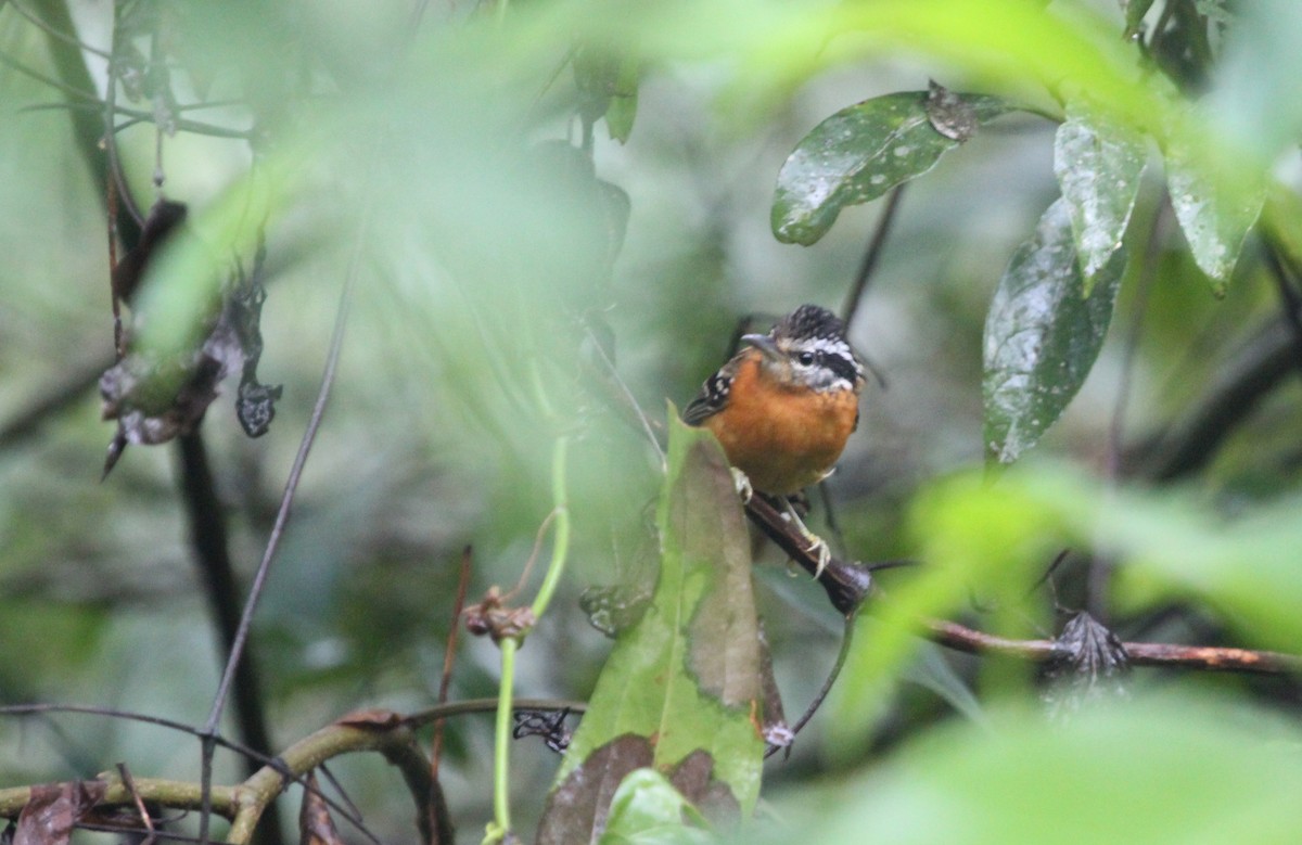 Ferruginous Antbird - ML261467081