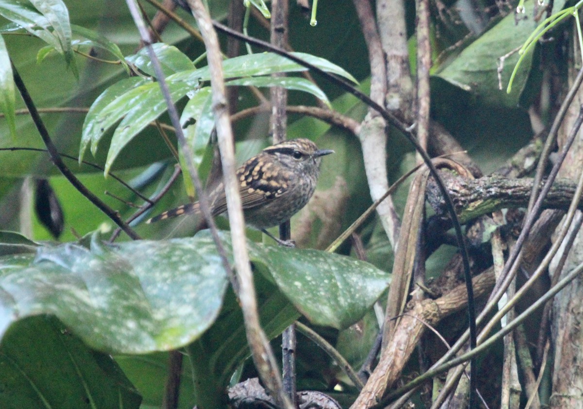 Scaled Antbird - ML261467201