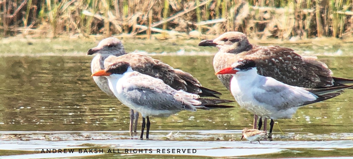 Caspian Tern - ML261467601