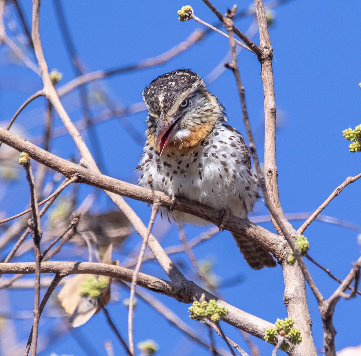 Spot-backed Puffbird (Spot-backed) - Fernanda Fernandex