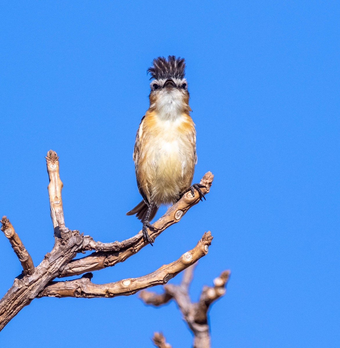 Sharp-tailed Tyrant - Fernanda Fernandex