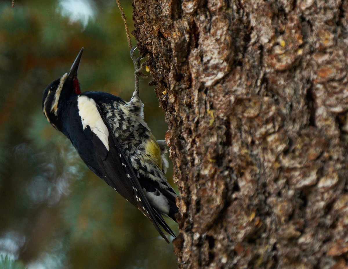 Williamson's Sapsucker - ML261471151