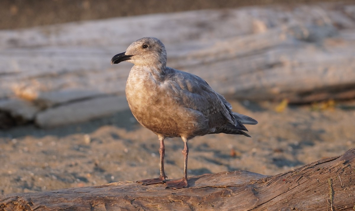 Glaucous-winged Gull - Brendan Lawrence