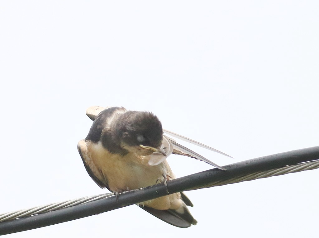 Barn Swallow (American) - ML261473881