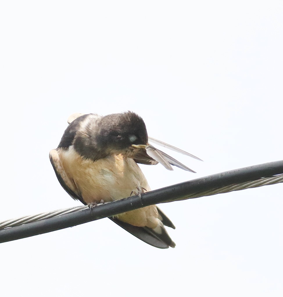Barn Swallow (American) - ML261473891