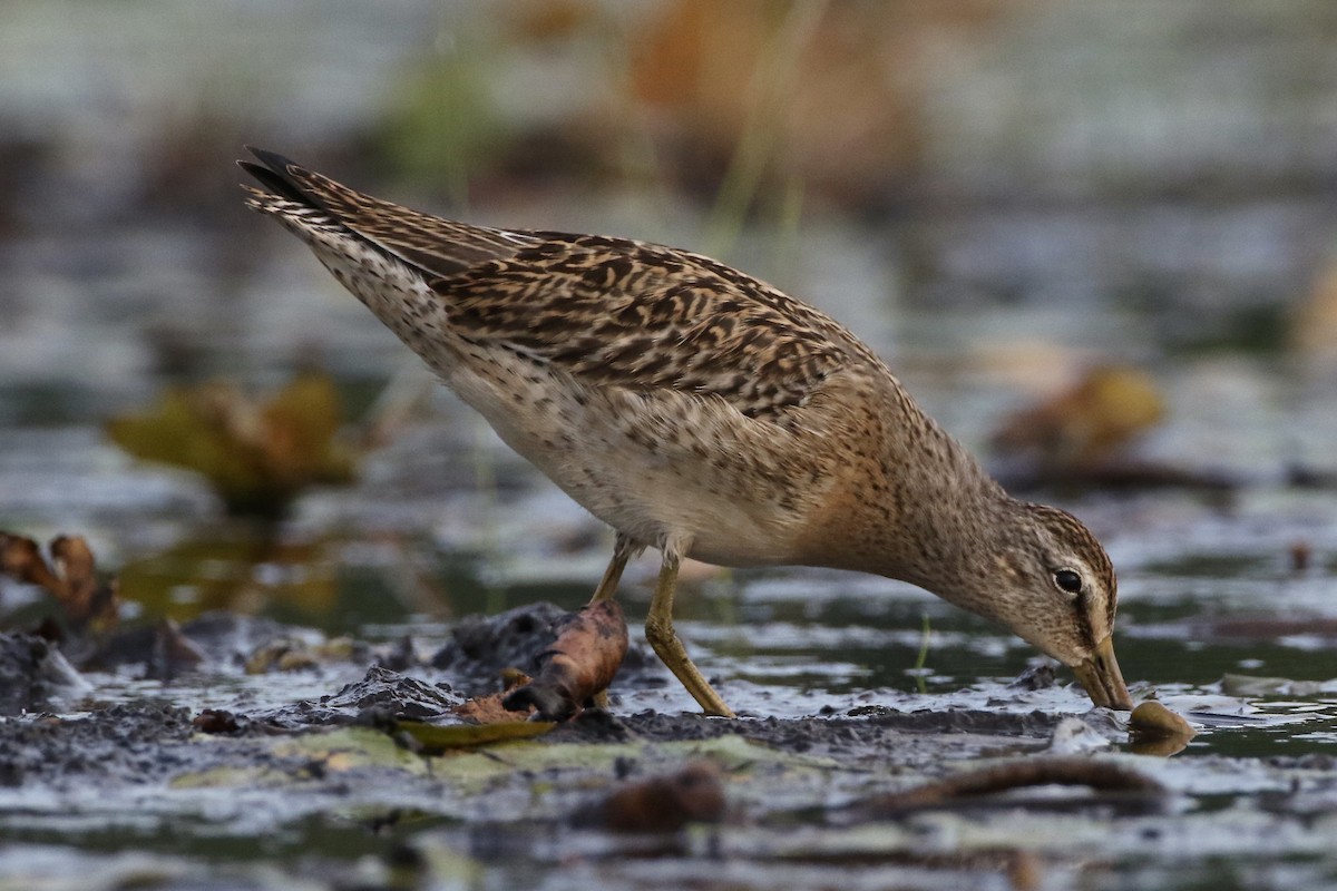 Short-billed Dowitcher - ML261474411