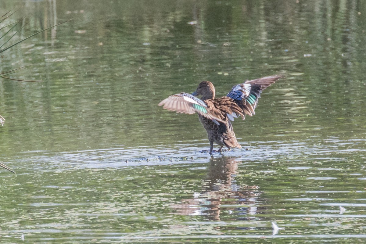 Blue-winged Teal - ML261477951