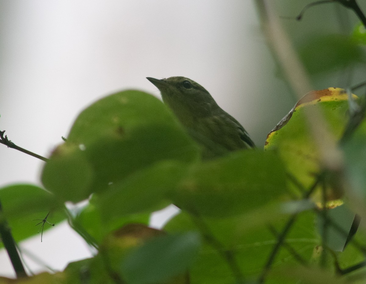 svarthetteparula - ML261478011