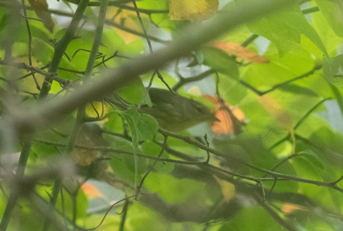 svarthetteparula - ML261478031