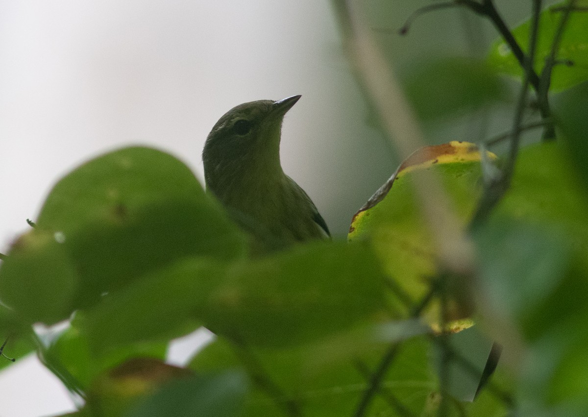 svarthetteparula - ML261478061