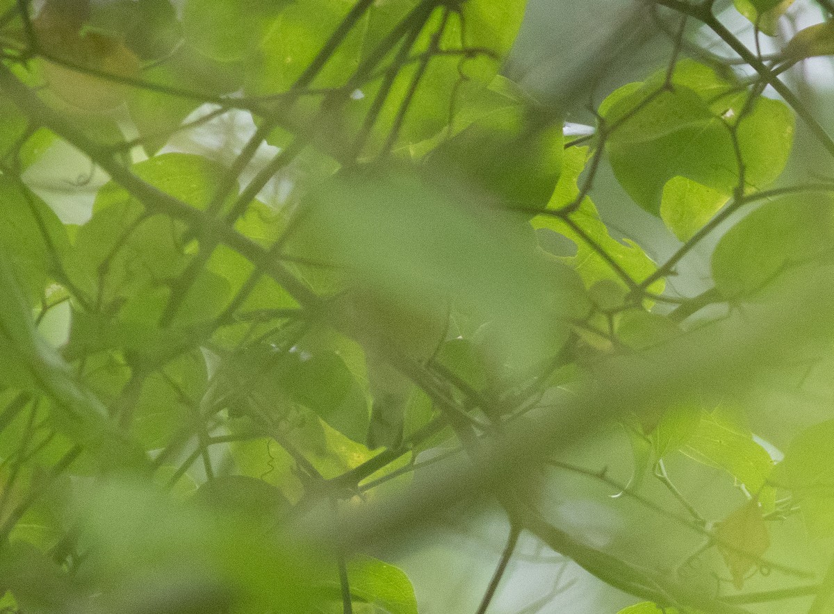 svarthetteparula - ML261478081