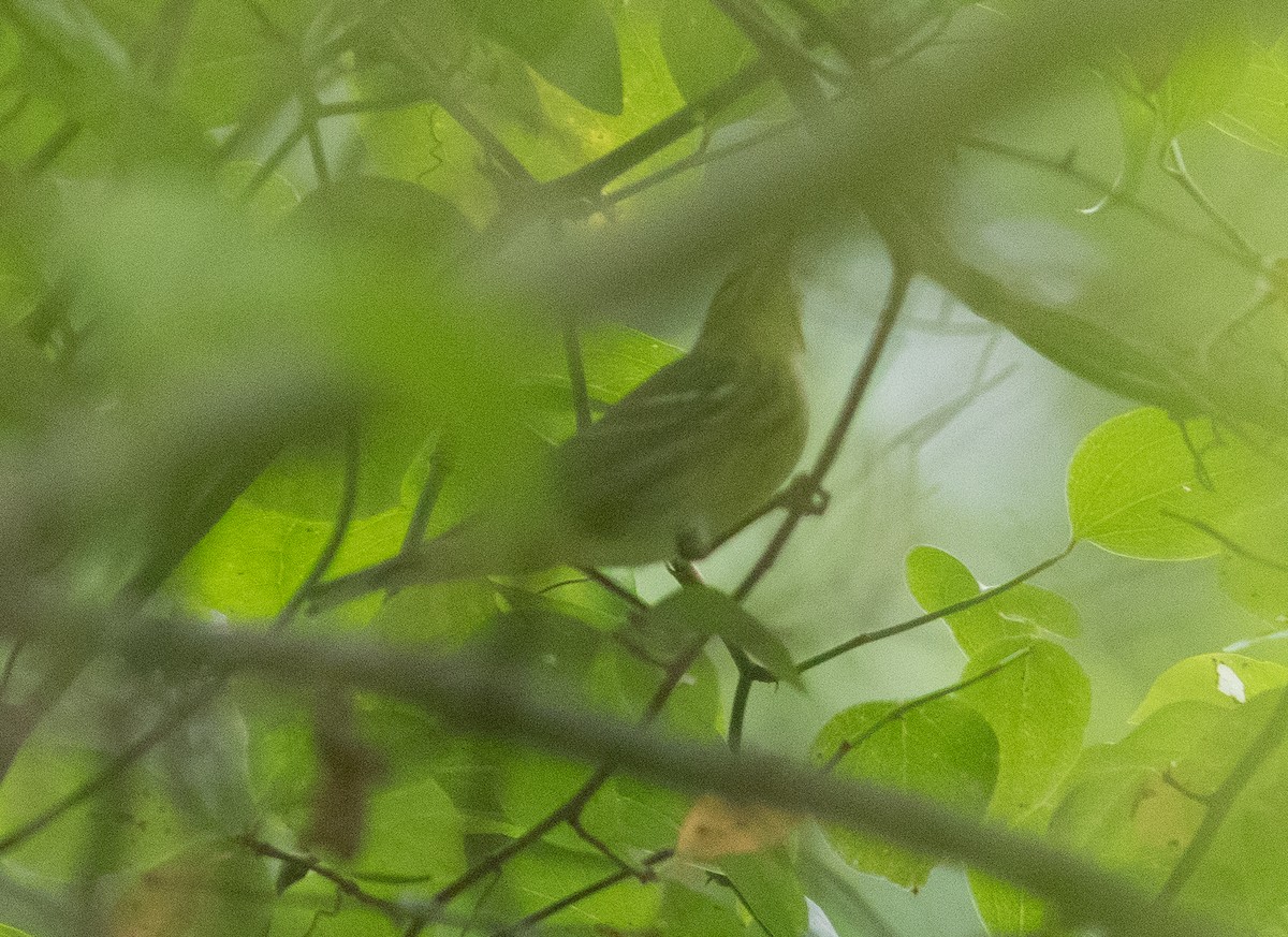 svarthetteparula - ML261478101