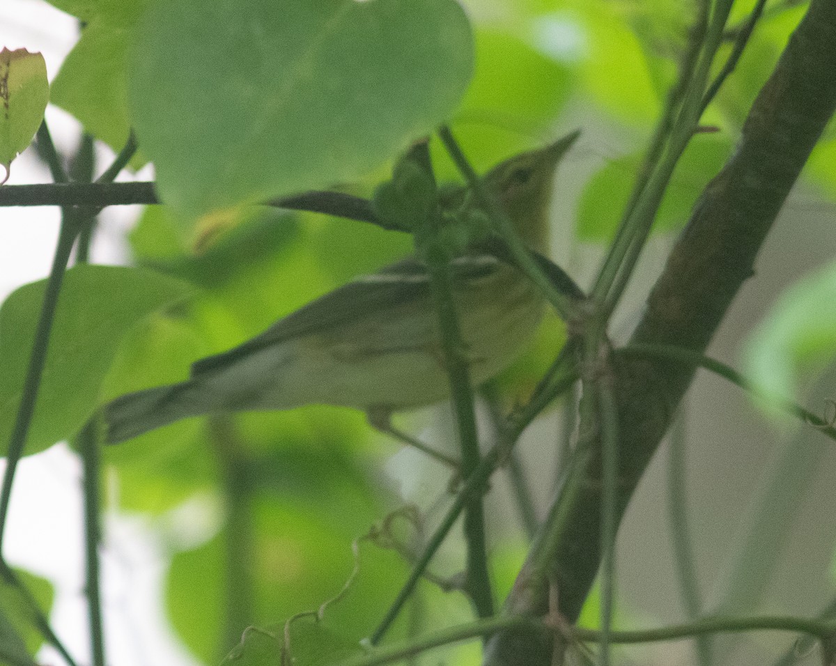 svarthetteparula - ML261478121