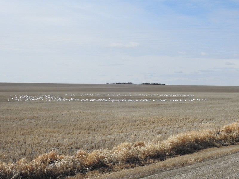 Tundra Swan - ML26147861