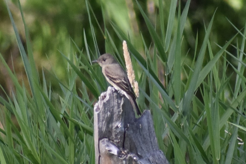 Western Wood-Pewee - ML261478881