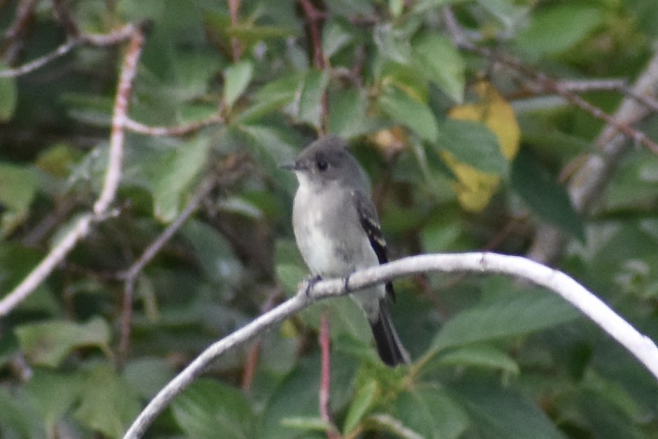 Western Wood-Pewee - ML261478911