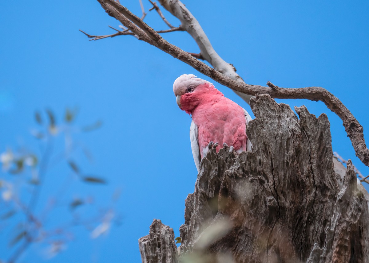 Galah - ML261478941
