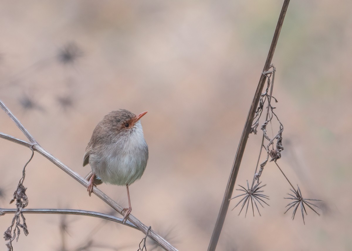 Superb Fairywren - ML261478961
