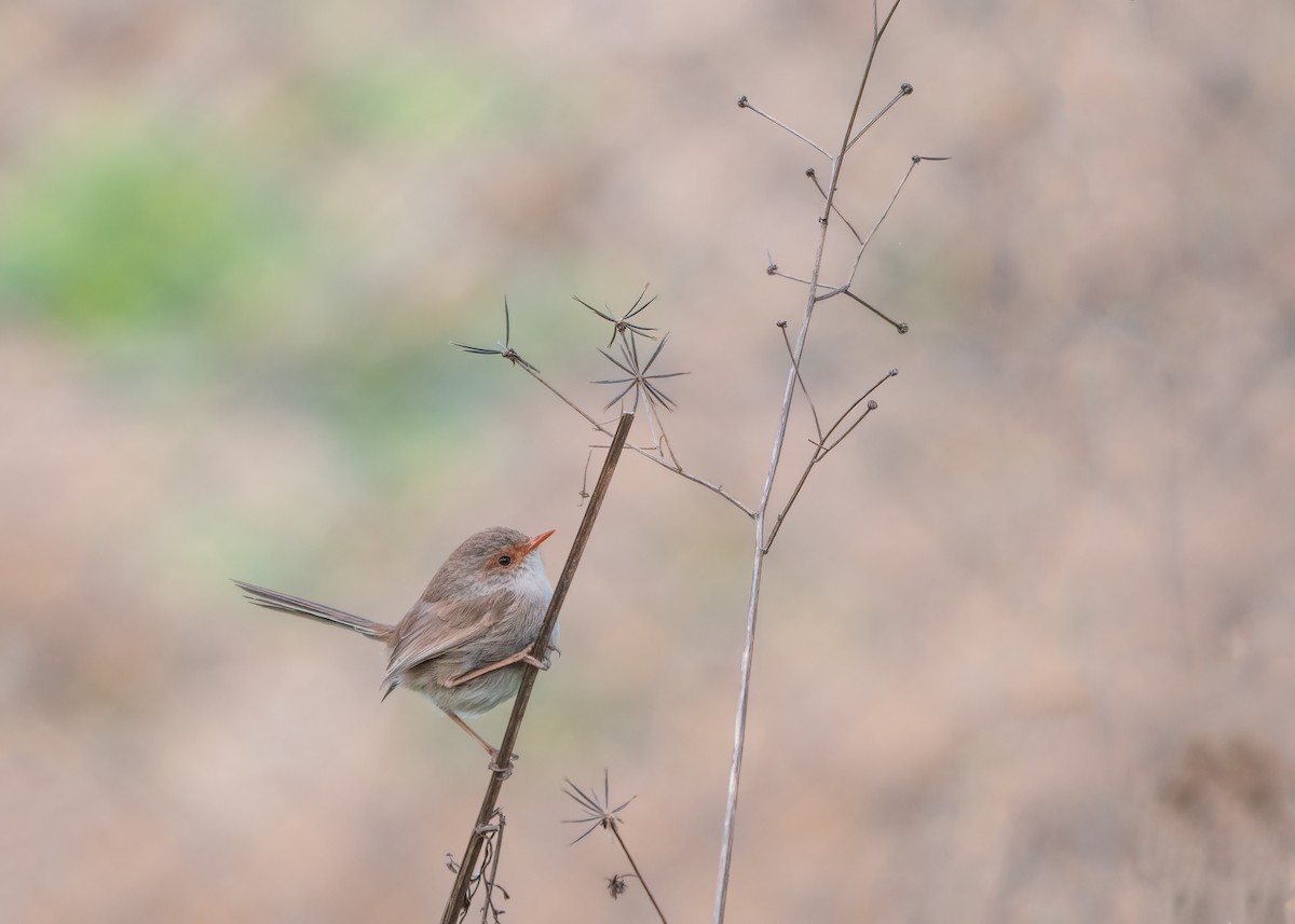 Superb Fairywren - ML261479001
