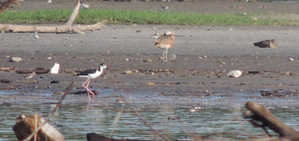 Long-billed Curlew - ML261480621