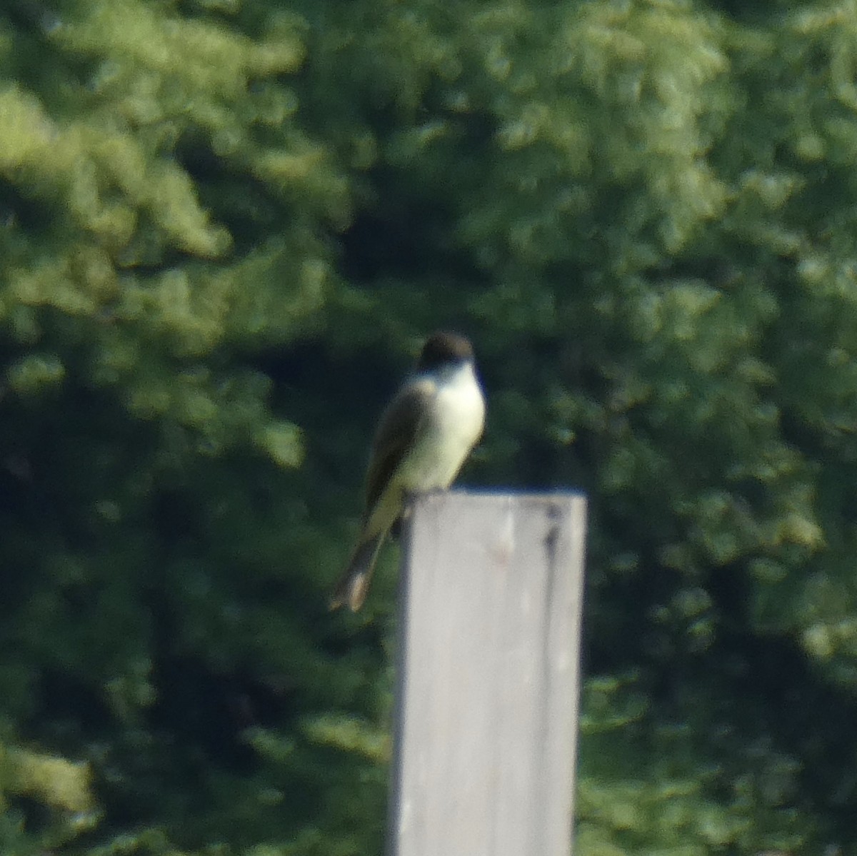 Eastern Phoebe - ML261482811