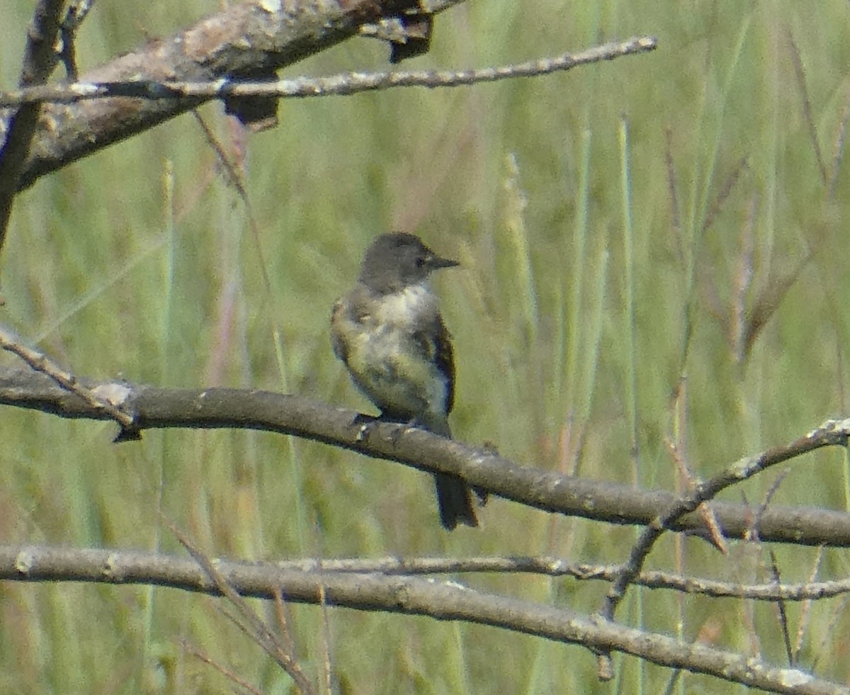 Eastern Wood-Pewee - ML261483001