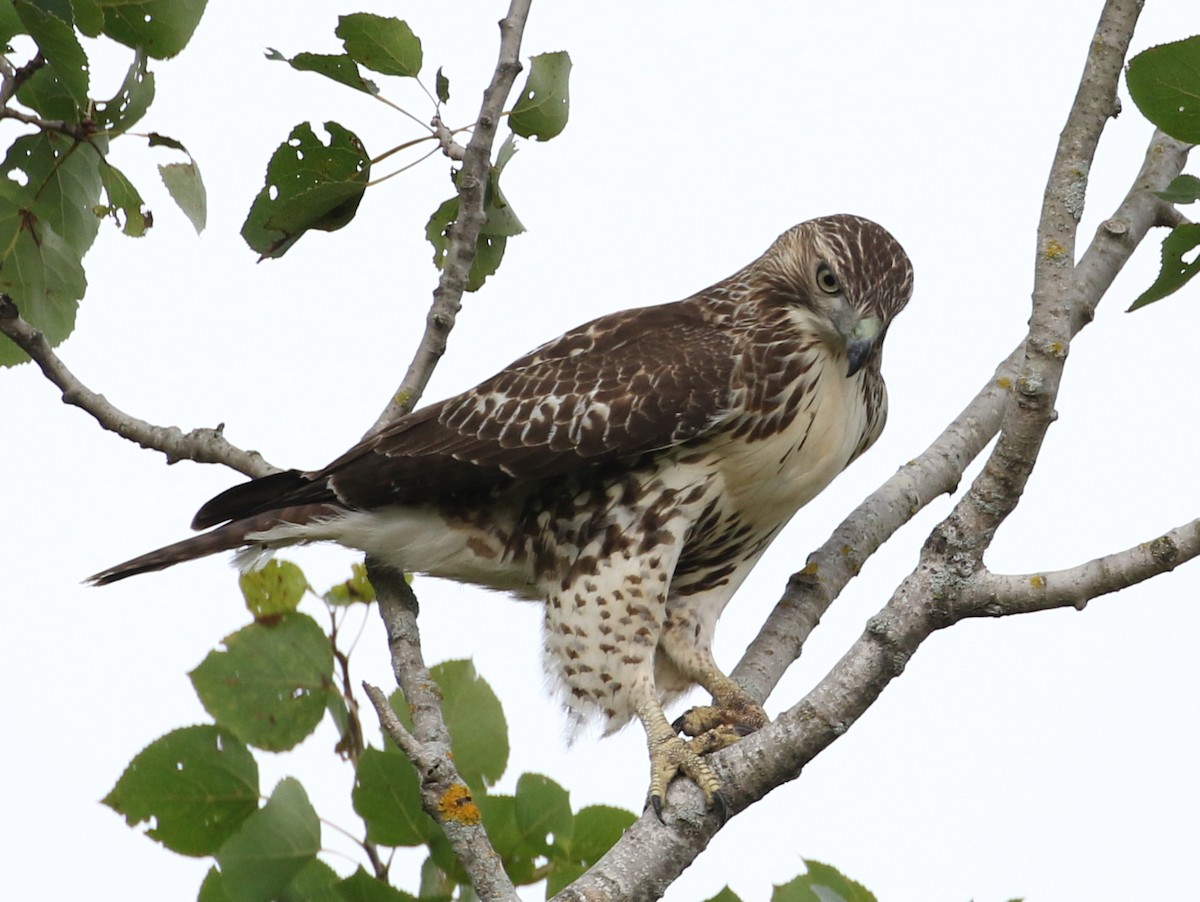 Red-tailed Hawk - ML261483151