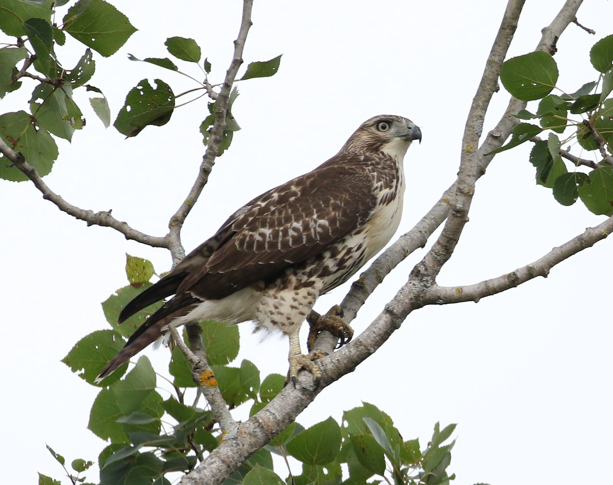 Red-tailed Hawk - ML261483181