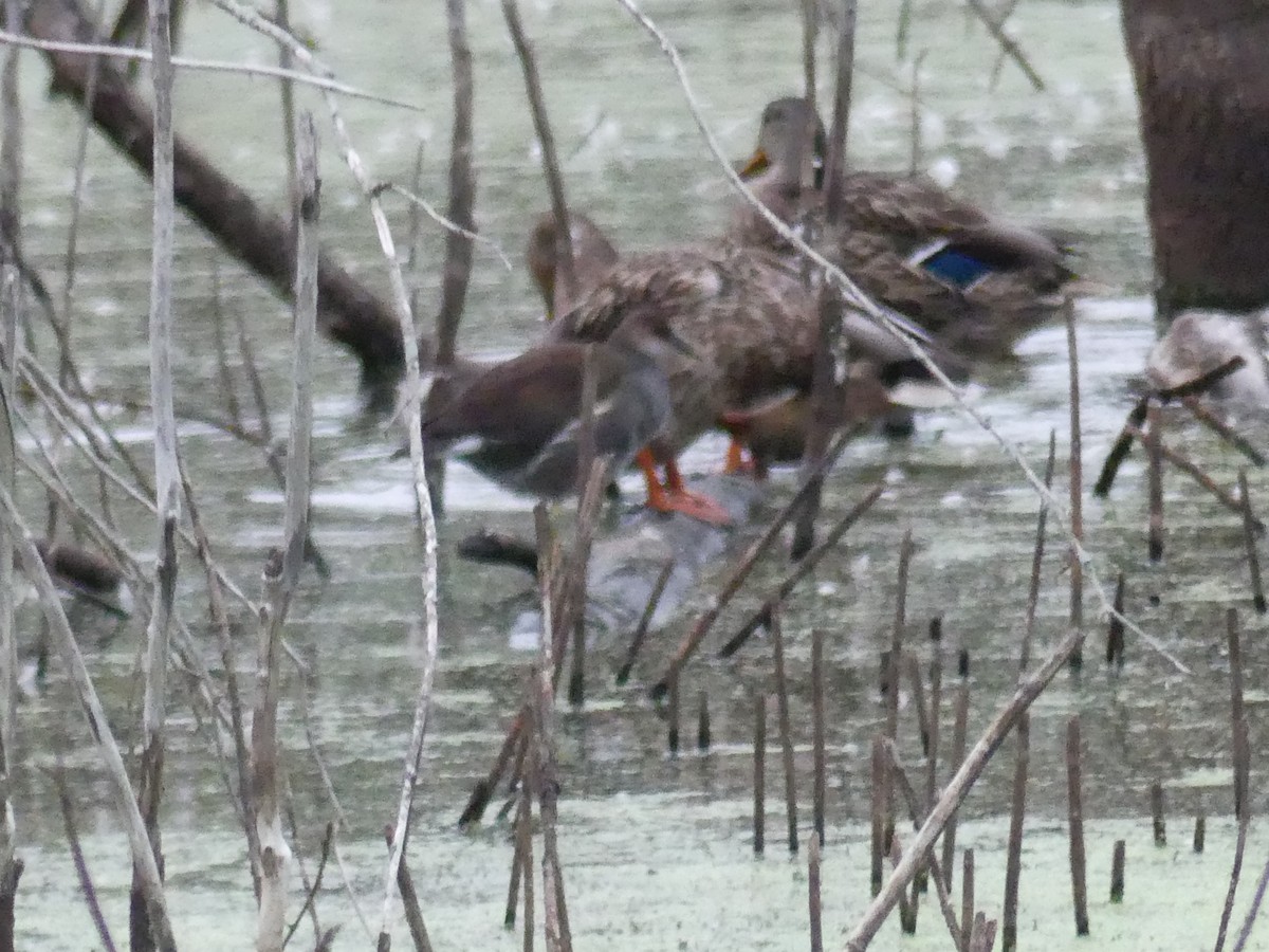 Common Gallinule - ML261485851