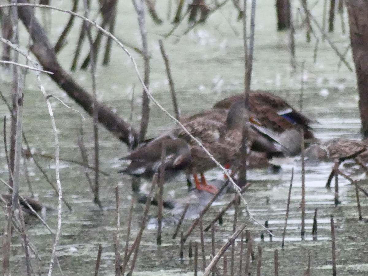 Common Gallinule - ML261485861