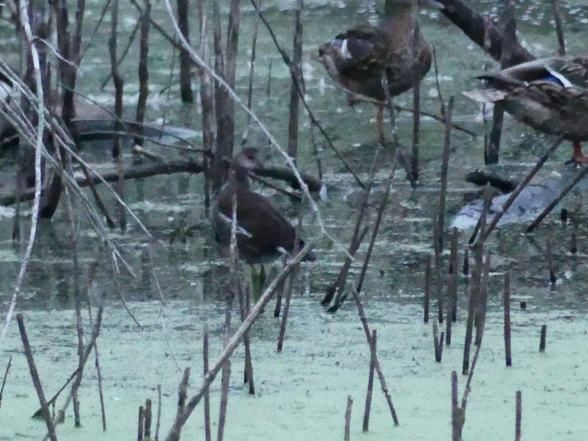 Common Gallinule - ML261485871